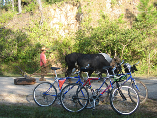 Photo of farmer & oxen on road to Santa Clara